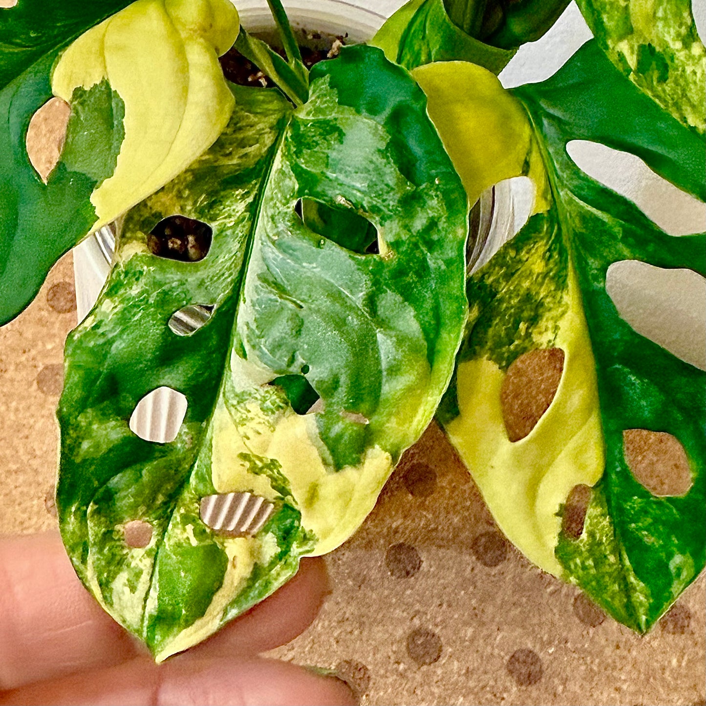 Monstera Adansonii Aurea (big plant, 2 grow points)