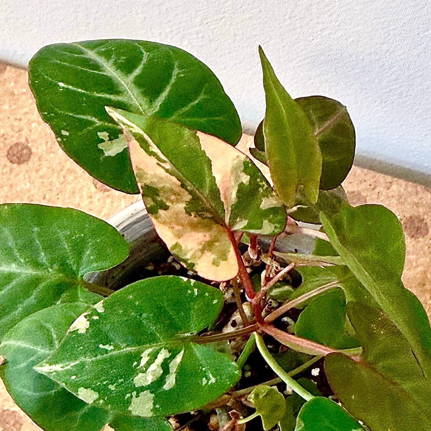 Fallopian Multiflora Variegated #1 ( multiple grow points)