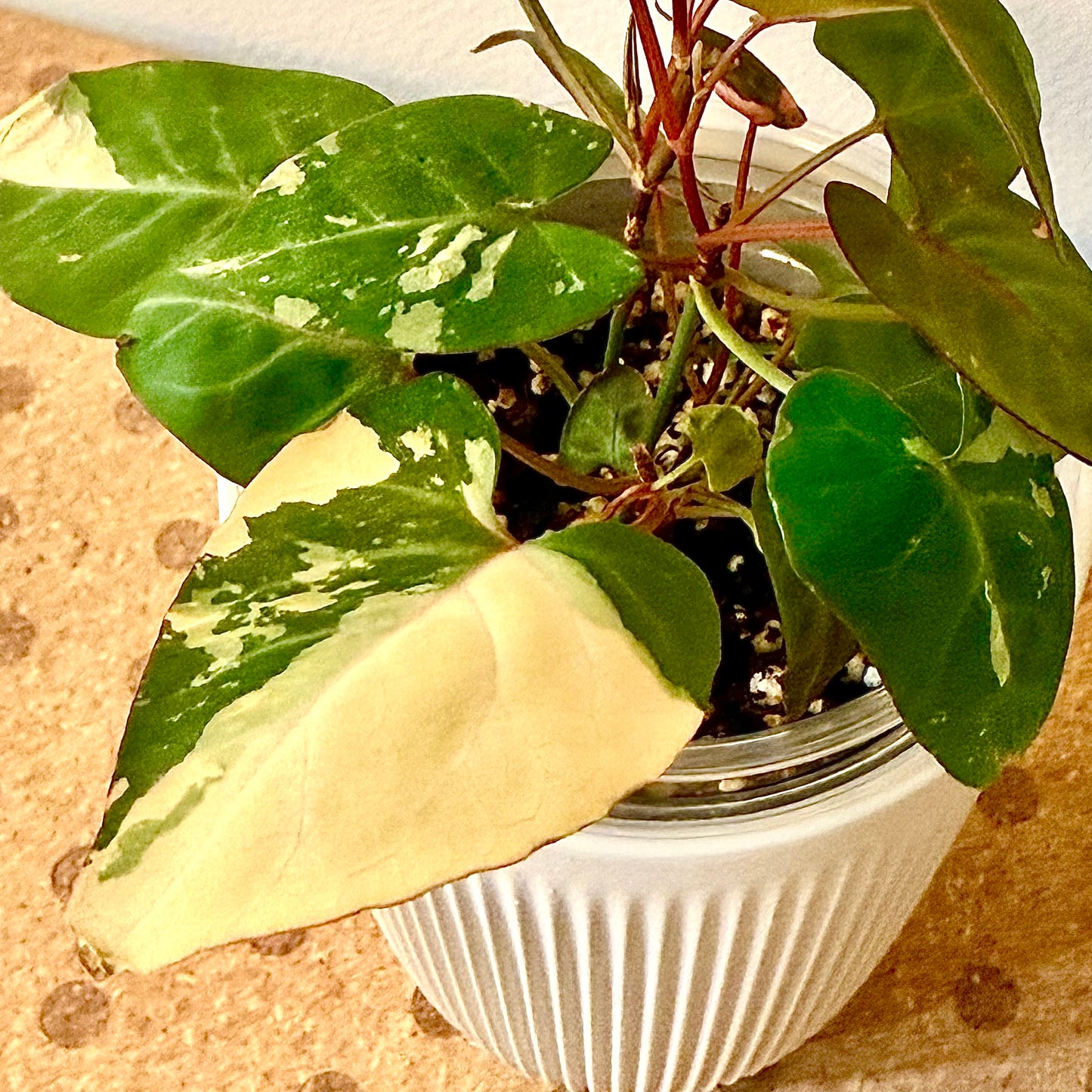 Fallopian Multiflora Variegated #1 ( multiple grow points)