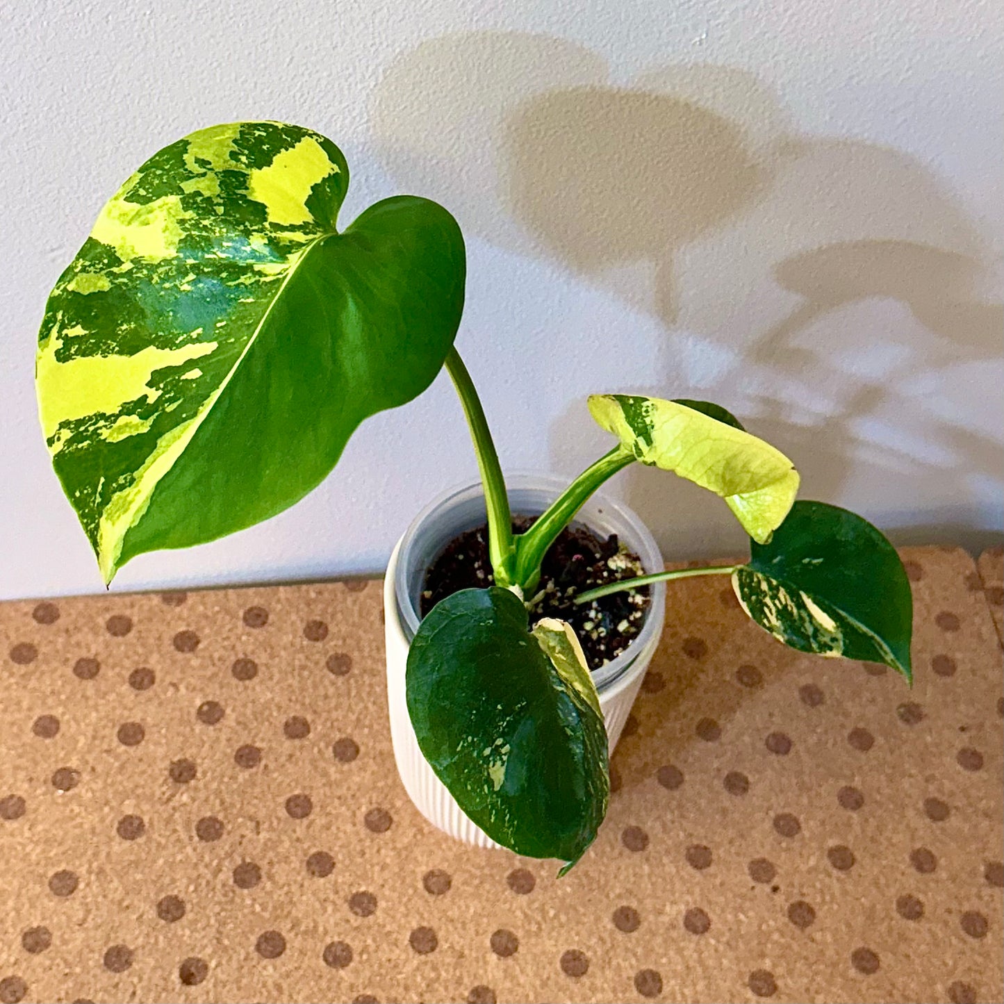 Monstera Deliciosa Pompom