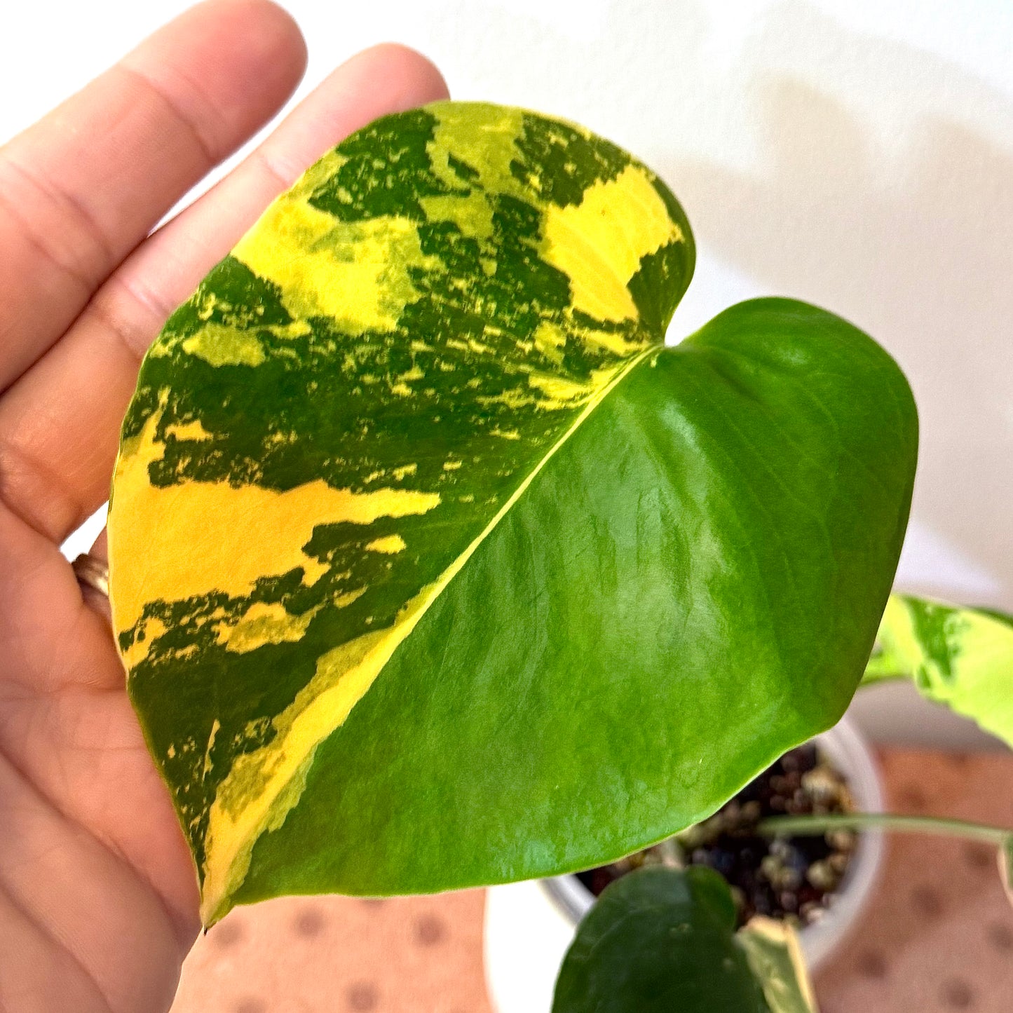 Monstera Deliciosa Pompom