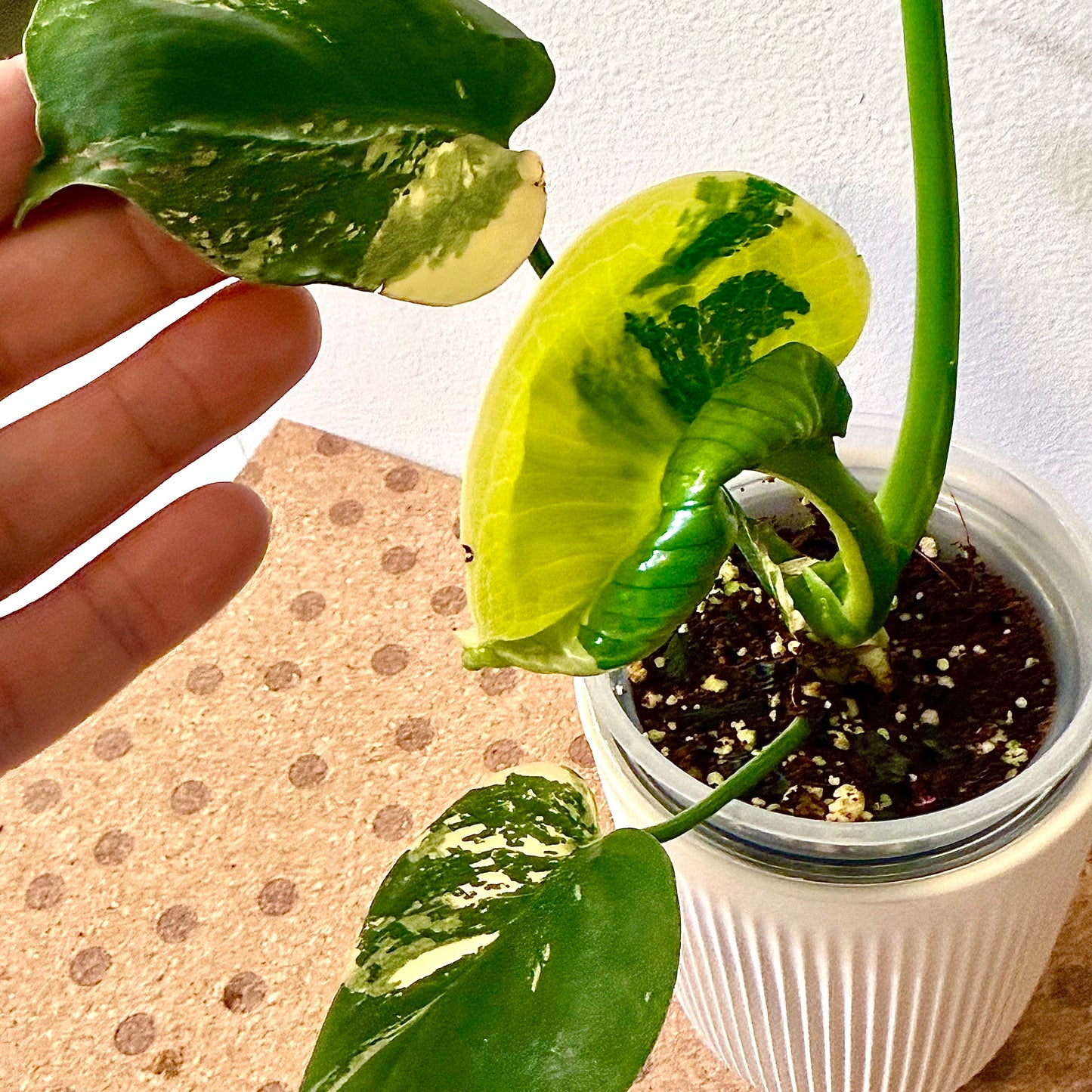 Monstera Deliciosa Pompom