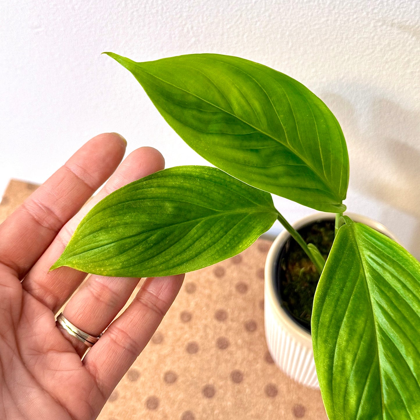 Scindapsus Paracensis Tanaman Hias