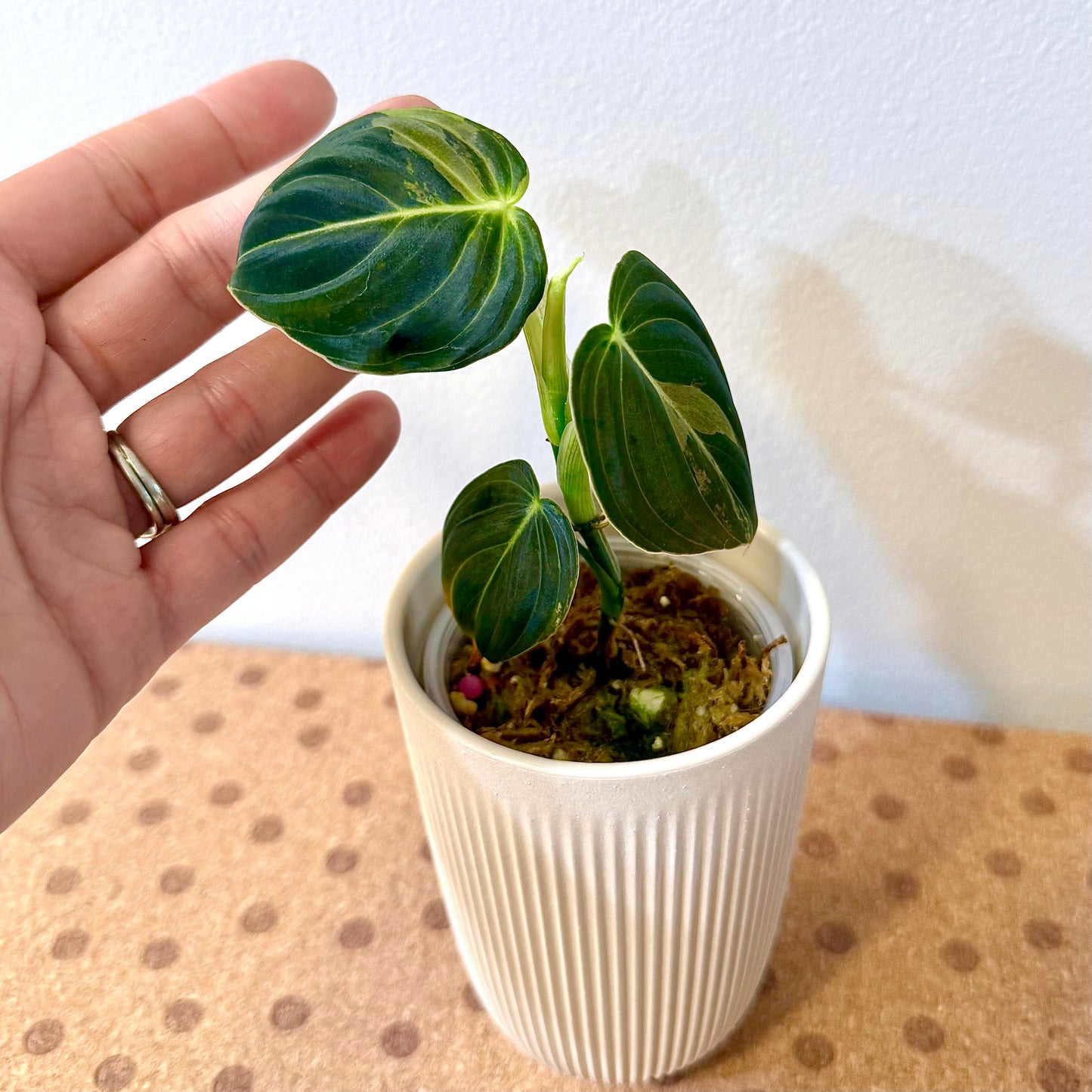 Philodendron Melanochrysum Variegated