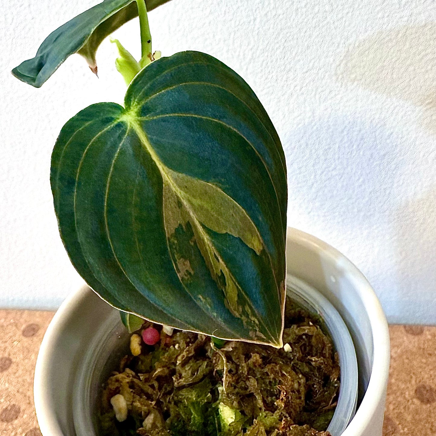 Philodendron Melanochrysum Variegated