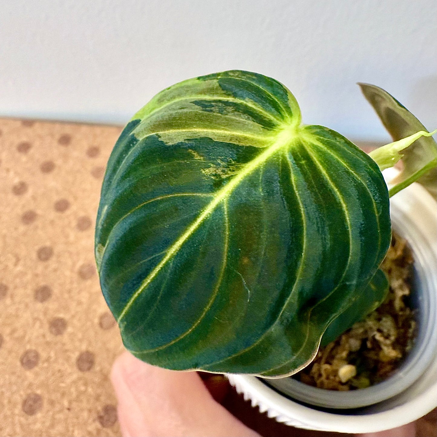 Philodendron Melanochrysum Variegated