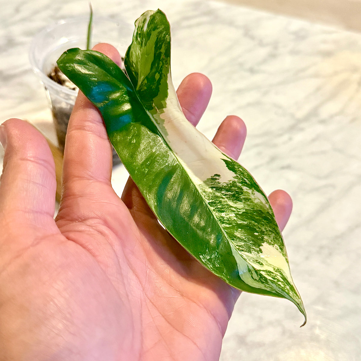 Philodendron ‘Aquarius’ (hybrid of Philodendron ‘Florida Beauty’ × ‘Paraiso Verde’) #2