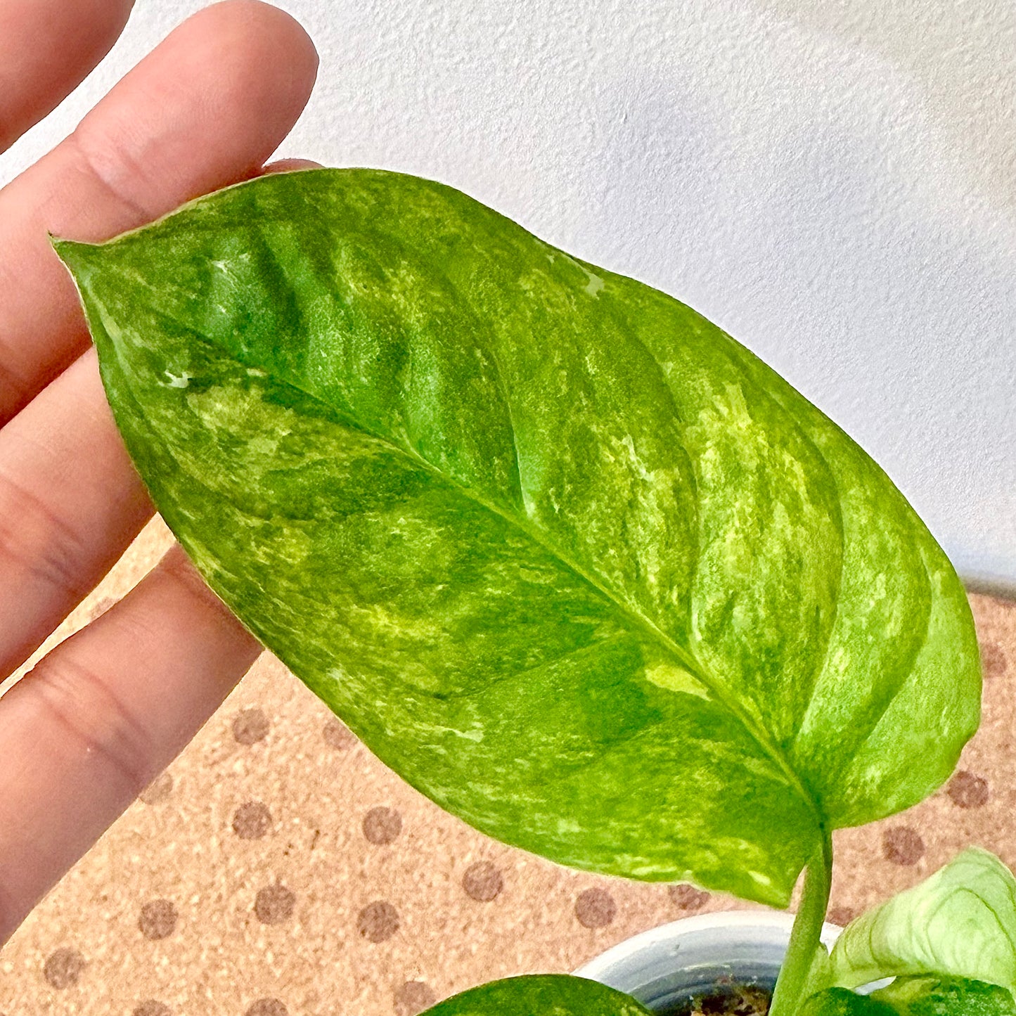 Monstera Obliqua Mayuba Variegated