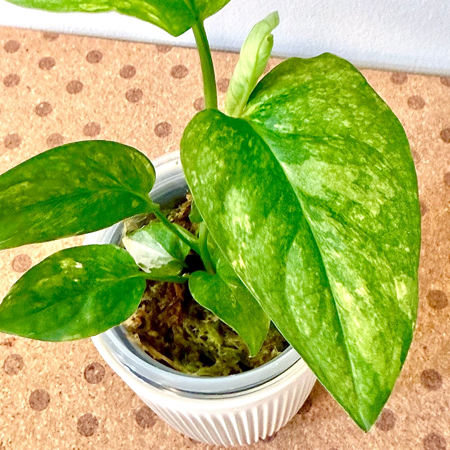 Monstera Obliqua Mayuba Variegated