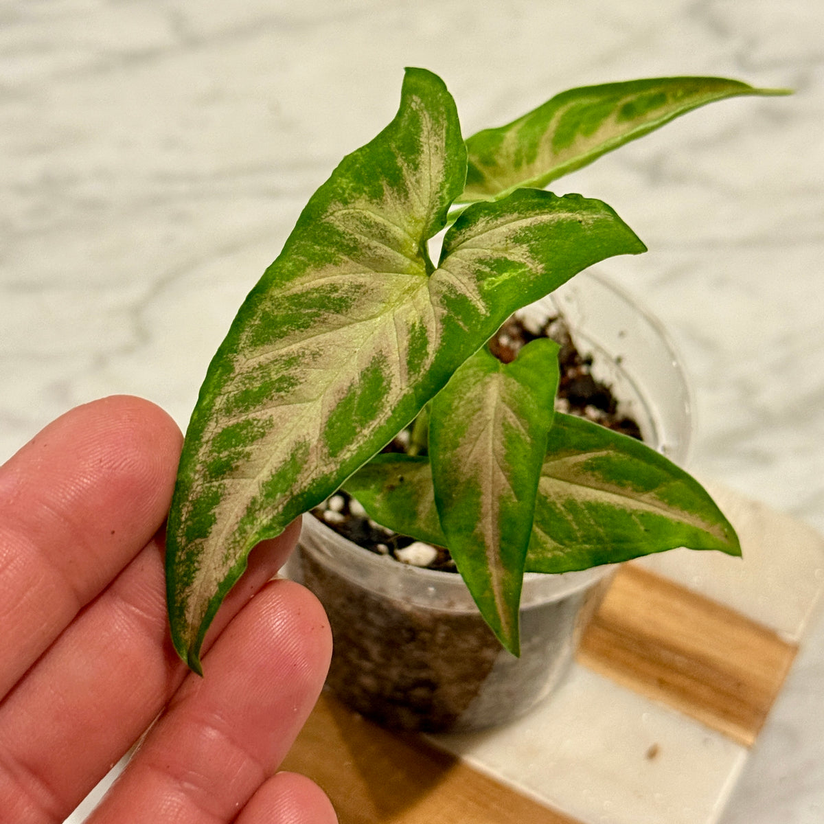 Syngonium Flecha Pink (Panama) #2