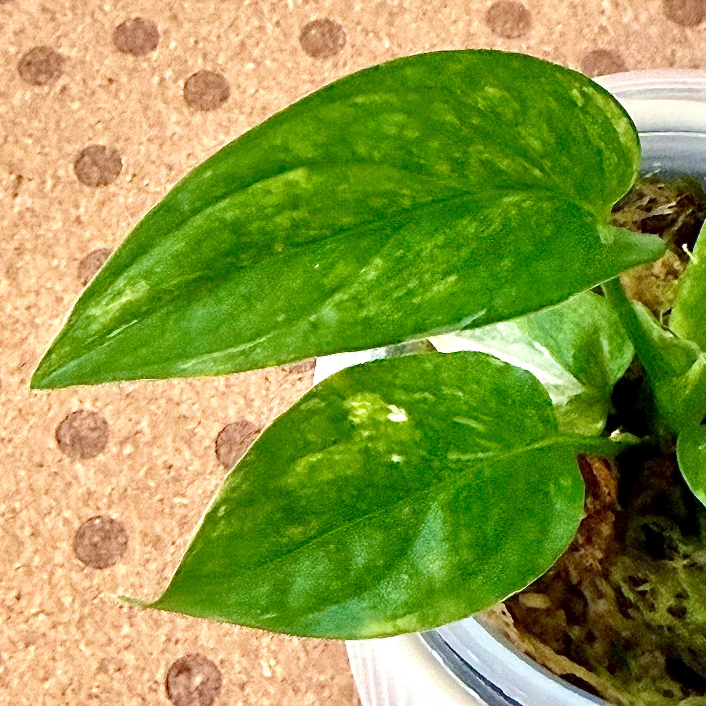 Monstera Obliqua Mayuba Variegated