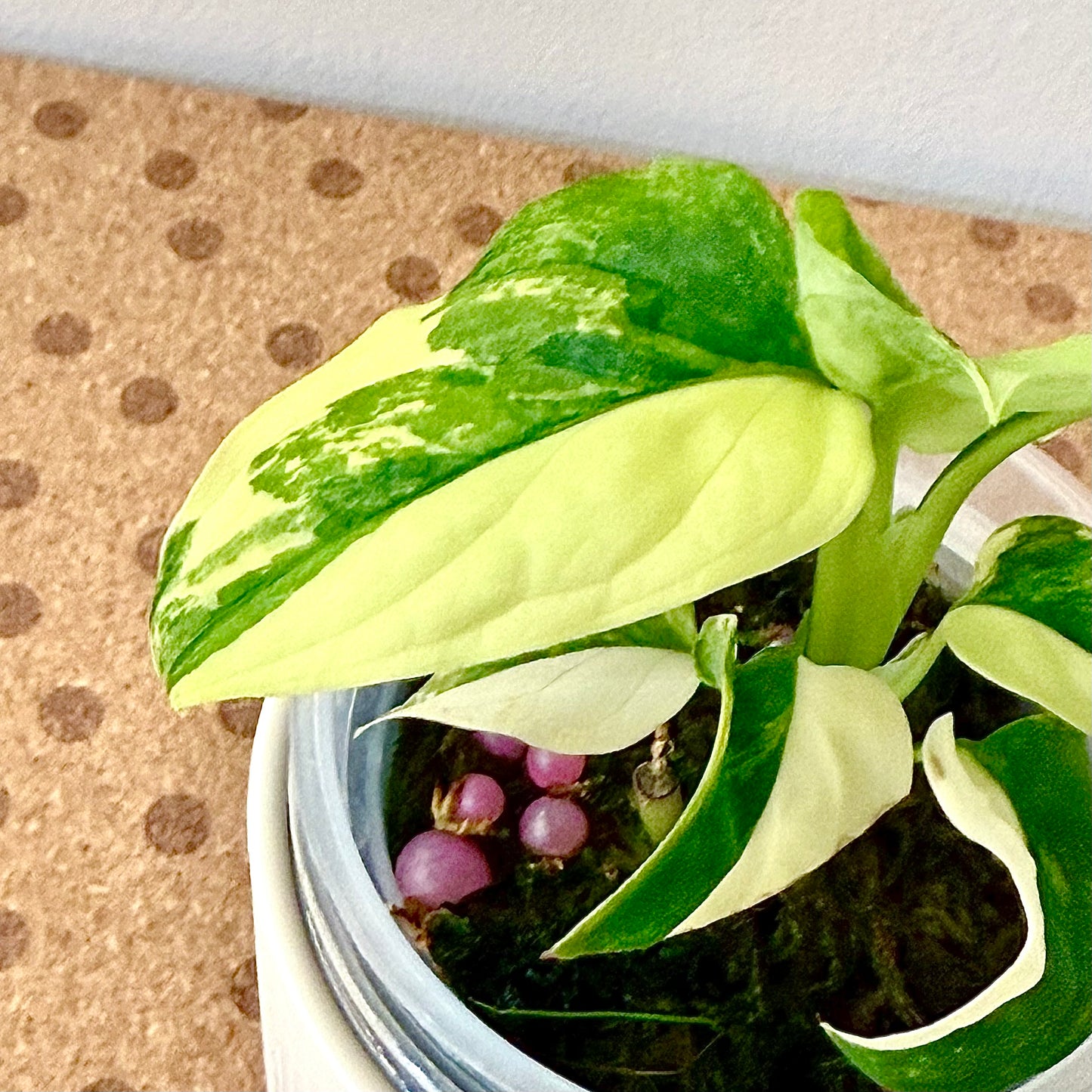 Monstera Obliqua Mayuna Variegated (marble and half moon) #1