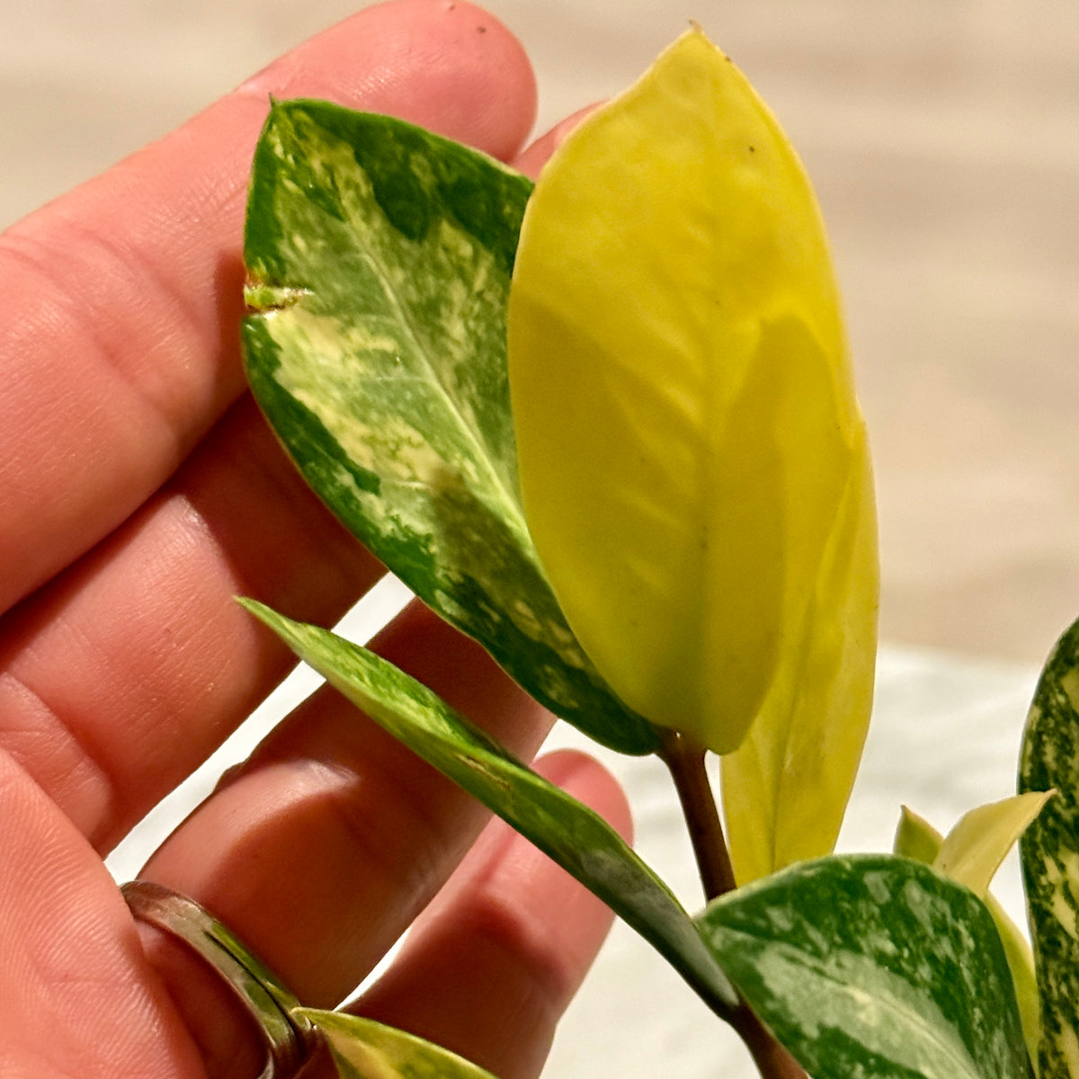 Zamioculcas Variegated