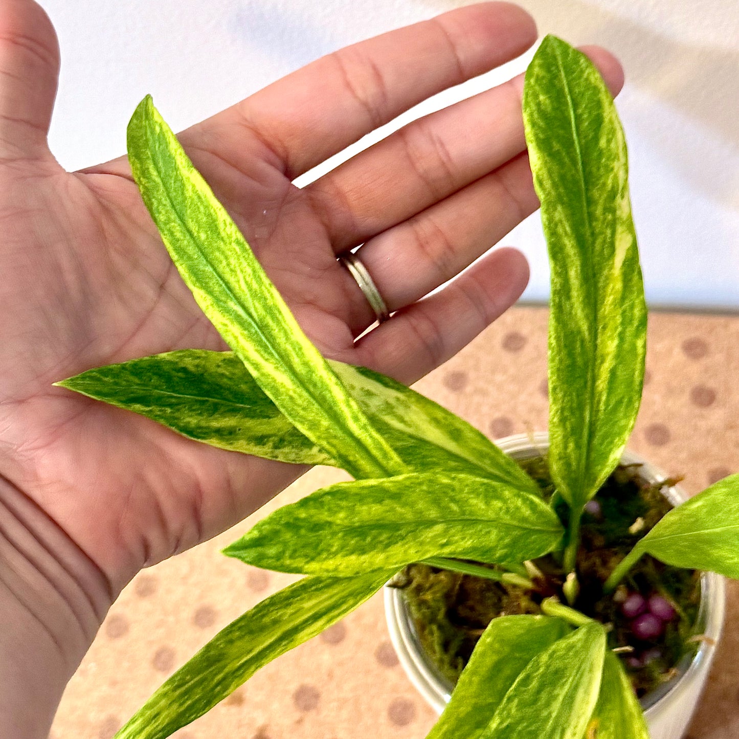 Anthurium Vittarifolium Variegated #2