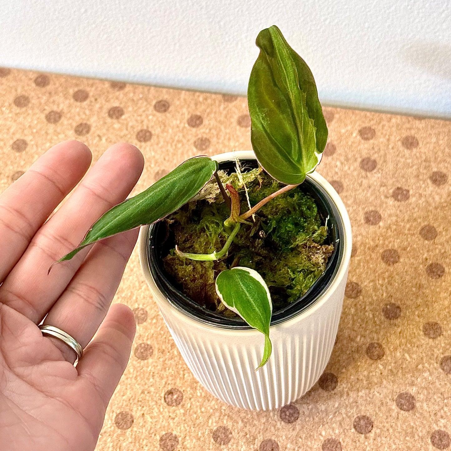 Philodendron Micans Halo variegated