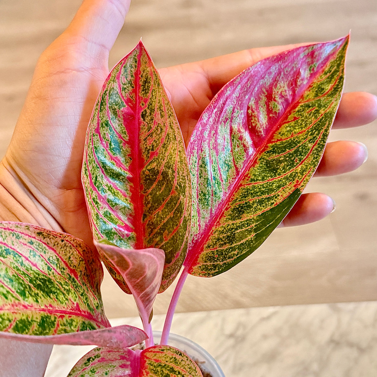 Aglaonema Thai Stardust #1