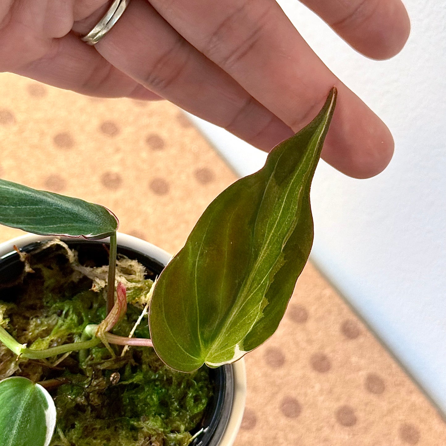 Philodendron Micans Halo variegated