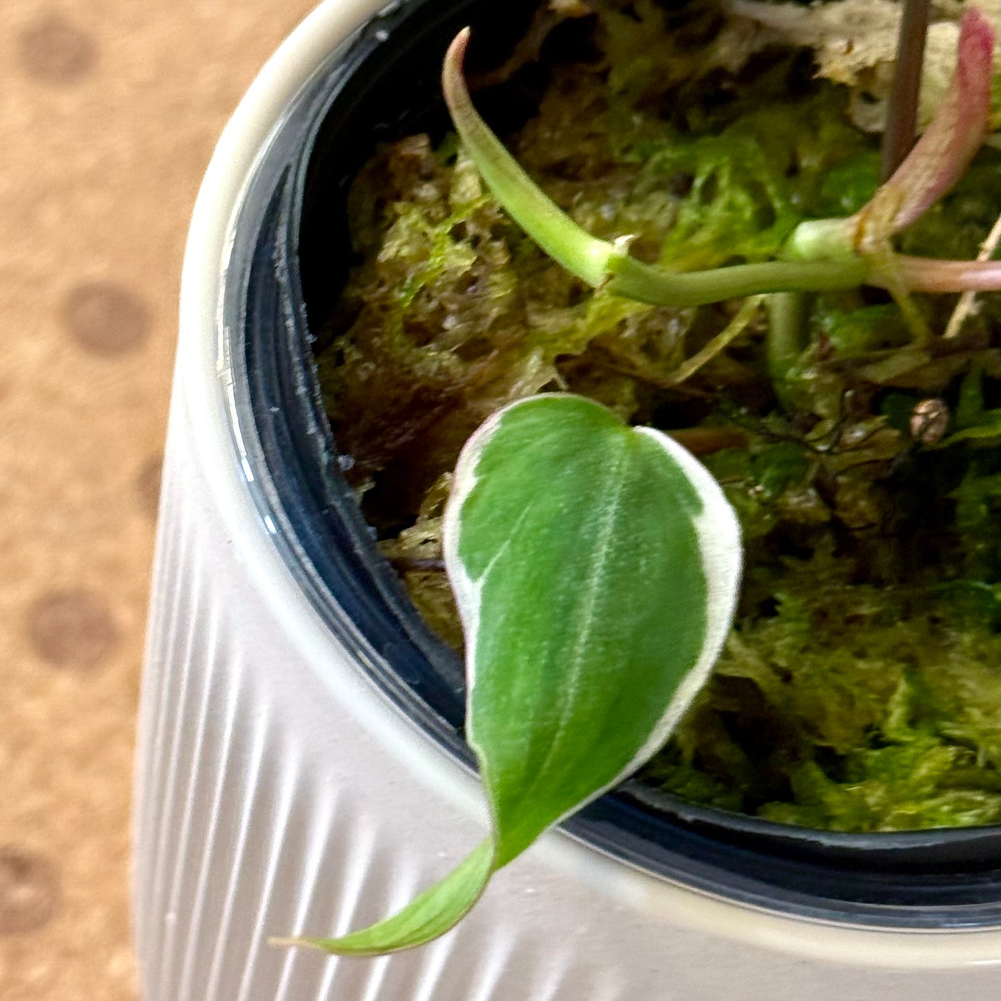 Philodendron Micans Halo variegated