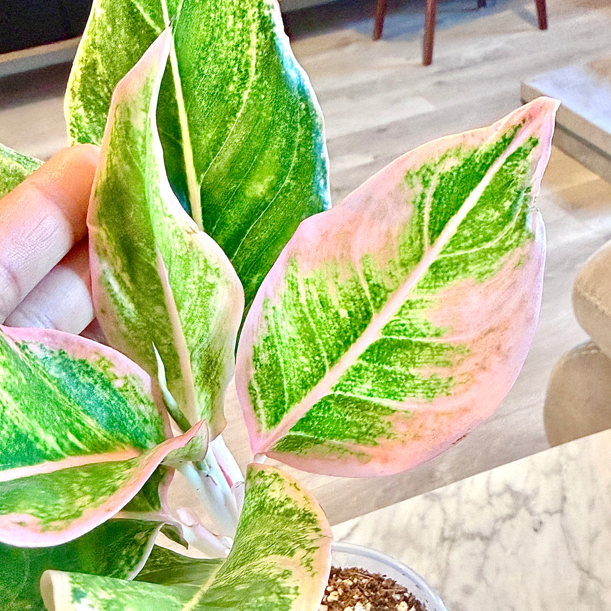 Aglaonema Siam Pink #1