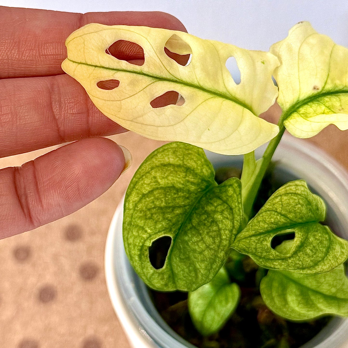 Monstera Adansonii Archipelago Ghost