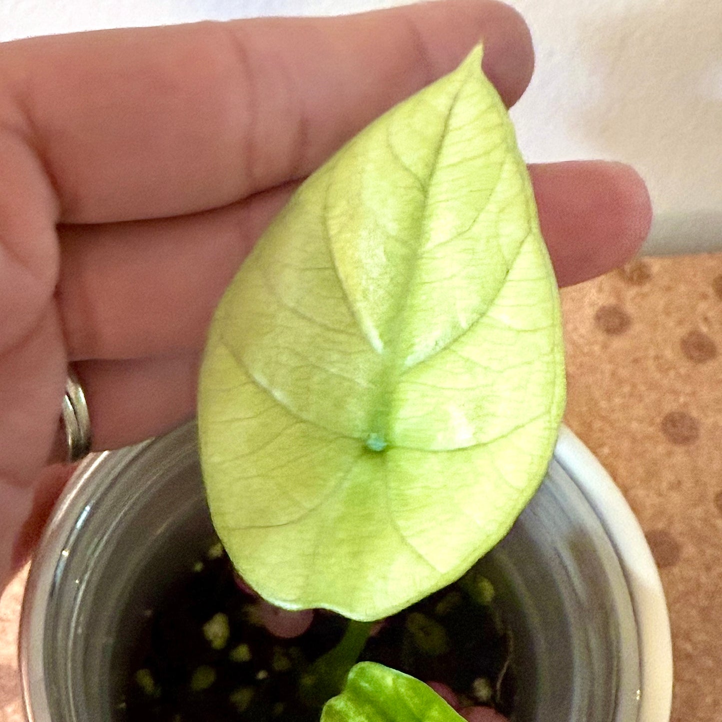 Alocasia Sinuata Quilted Dream Albo/Mint variegated (grow from corm) #2