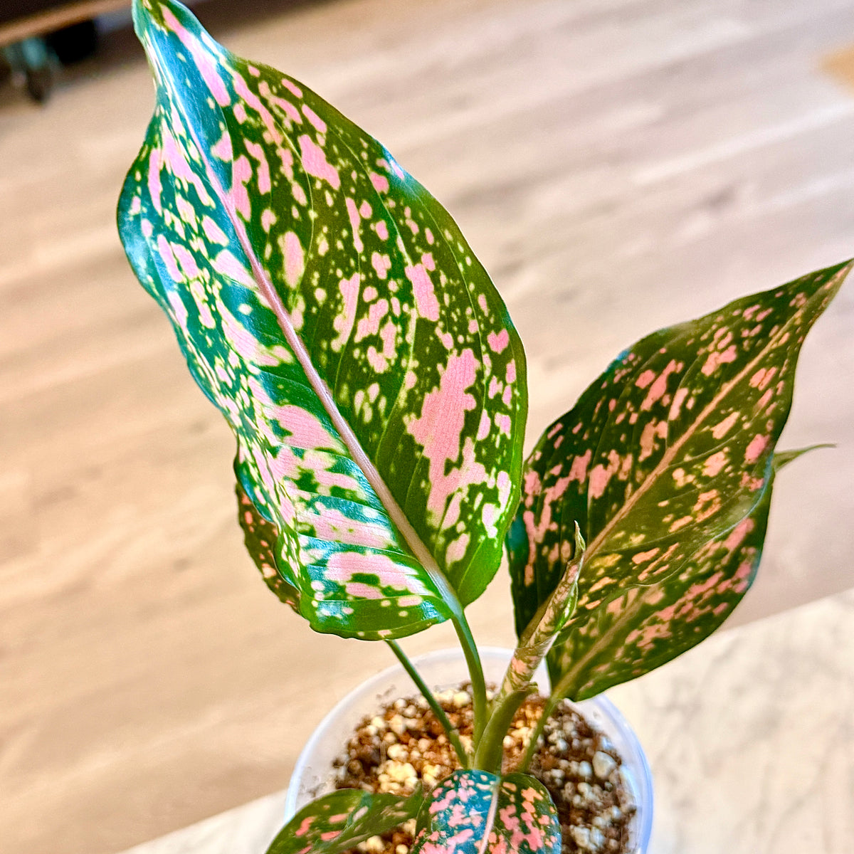 Aglaonema Pink Dalmatian