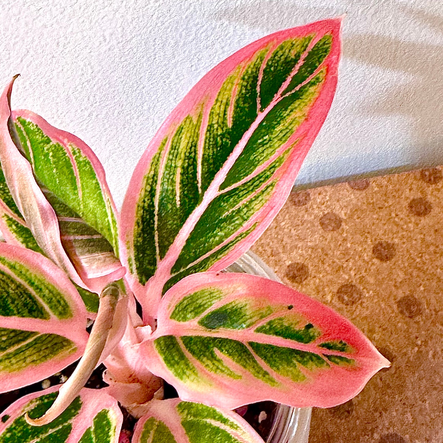 Aglaonema Lotus Delight