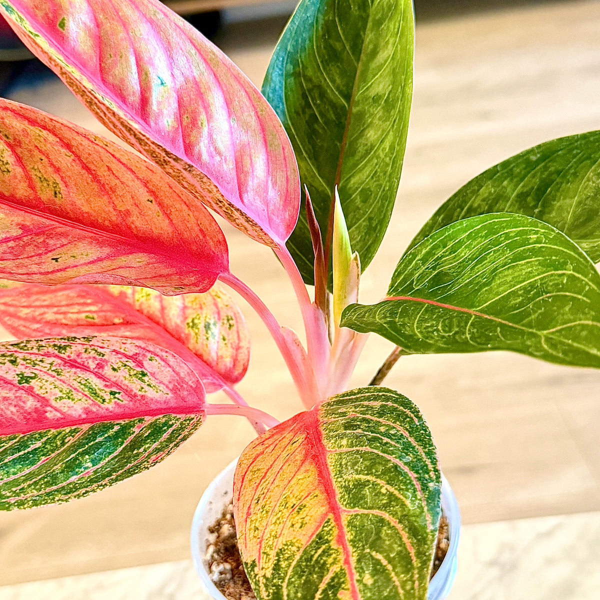 Aglaonema Red Mahasetti