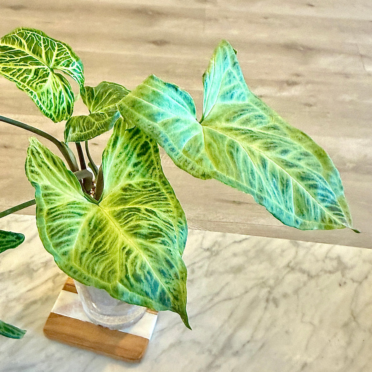 Syngonium Batik (Panama) #3