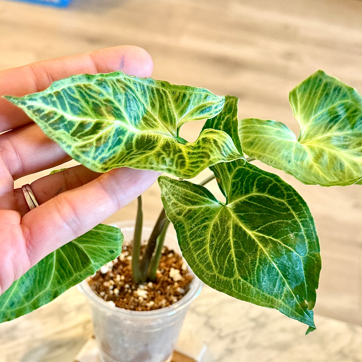 Syngonium Batik (Panama) #4