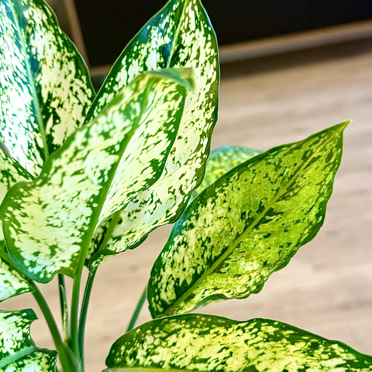 Aglaonema Snow Flakes #1