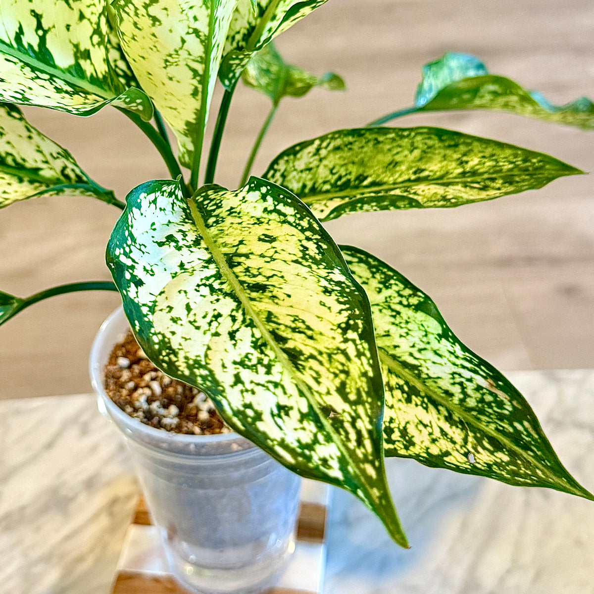 Aglaonema Snow Flakes #2