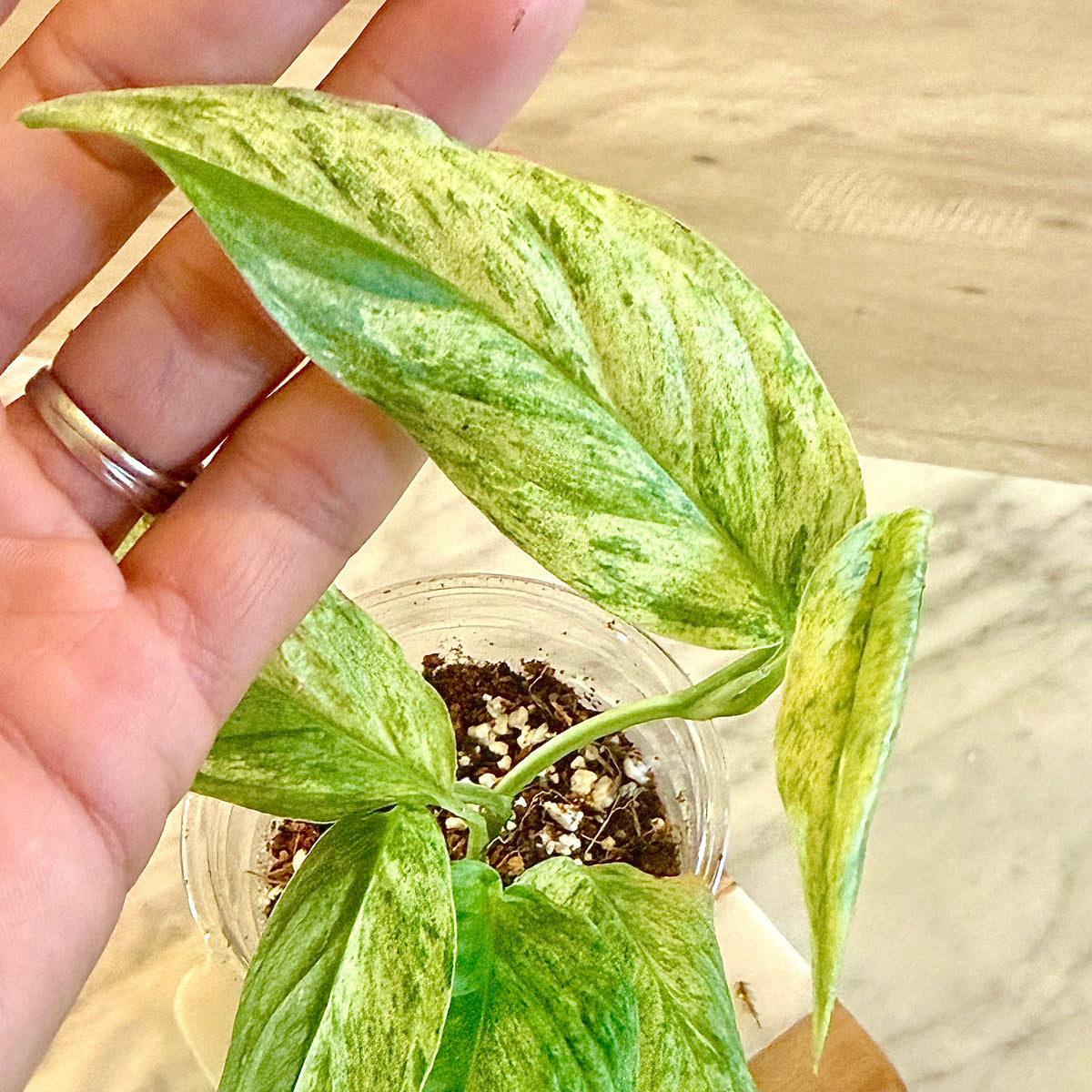 Monstera Lanita Mint #1