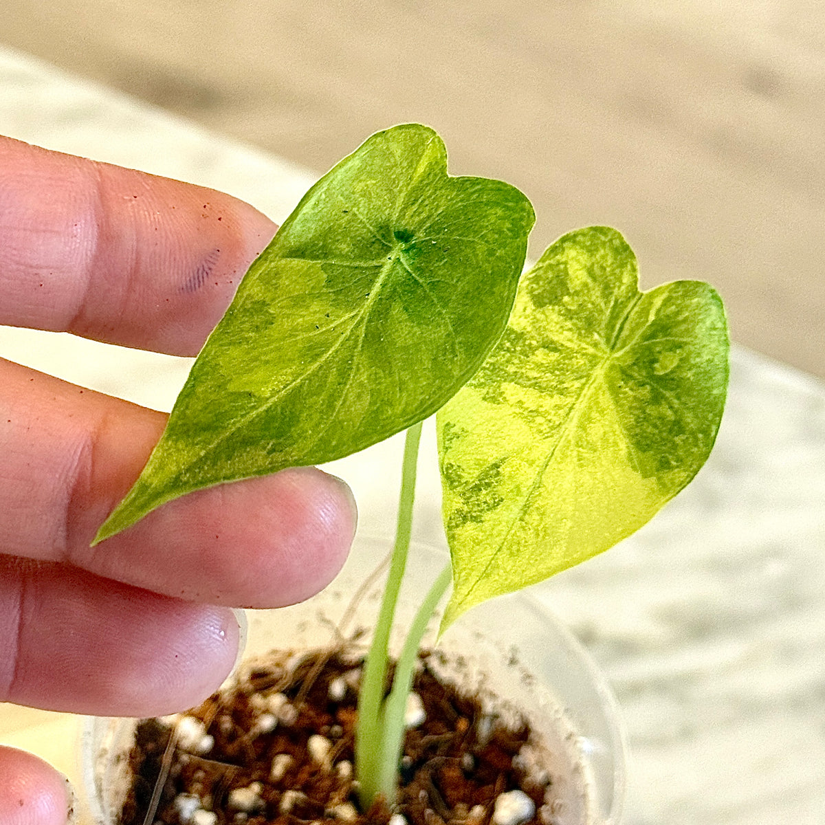 Alocasia Gageana Aurea ( grow from corm) #1