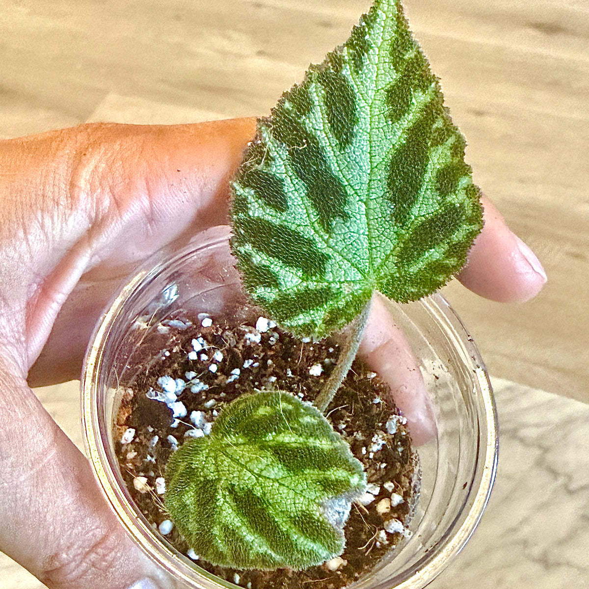 Begonia Imperialis #2