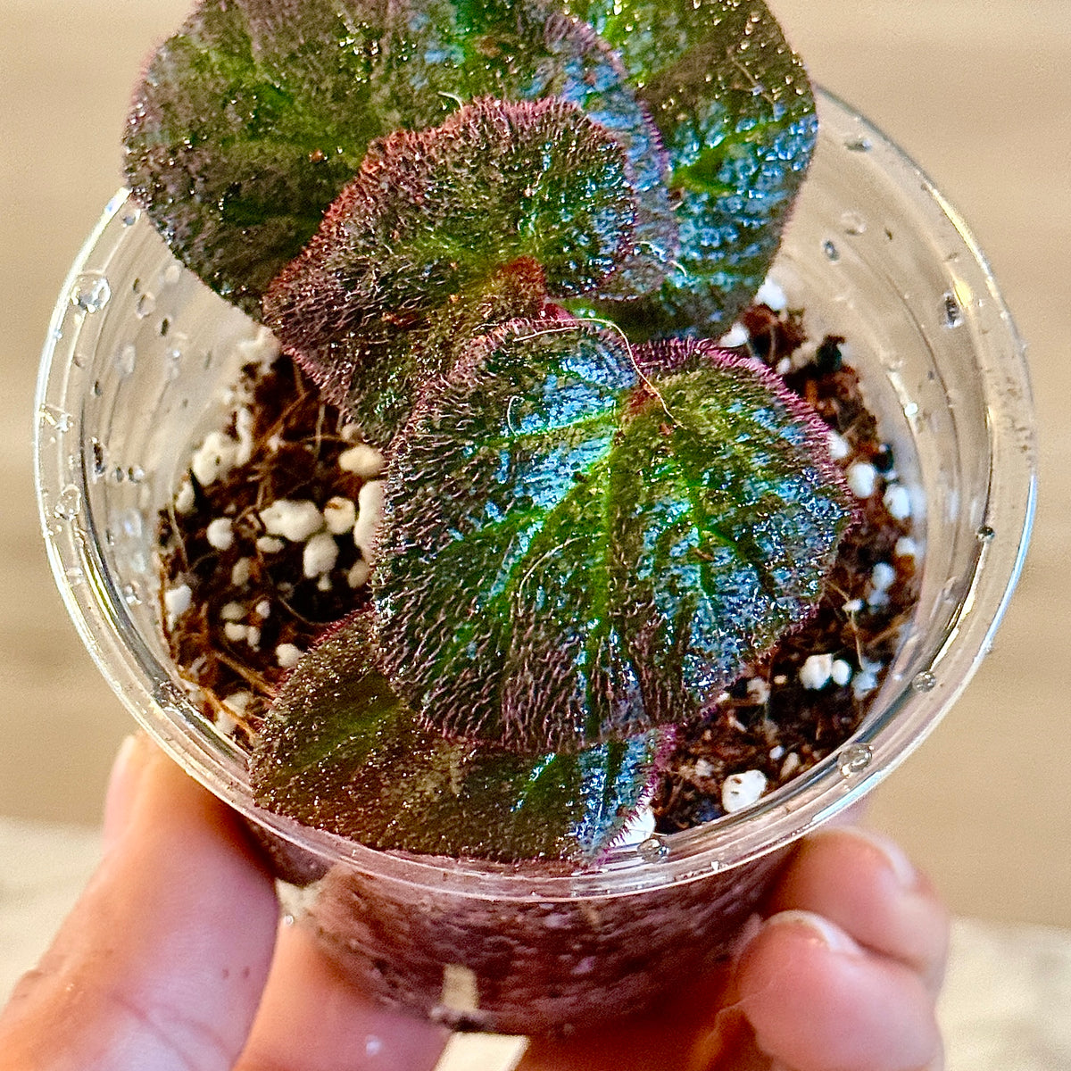 Begonia ‘Manaus’ ( Brazil) #1