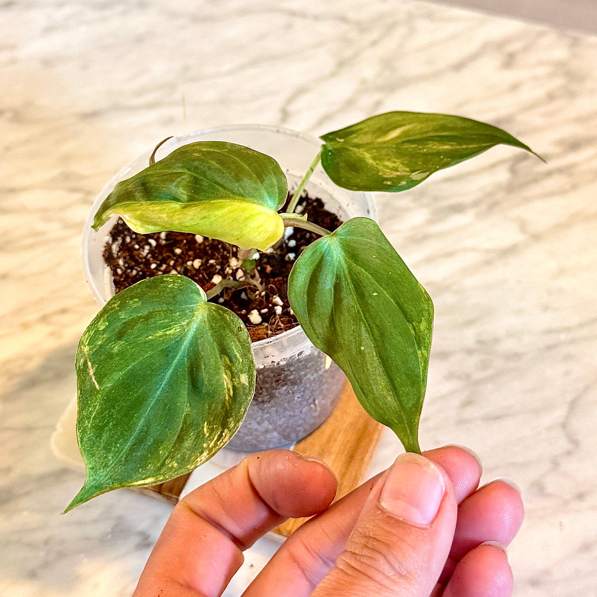 Philodendron Micans variegated #2
