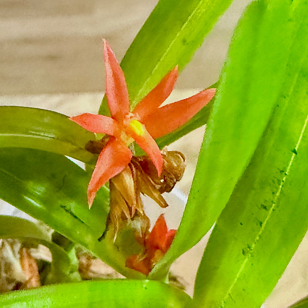 Scaphyglottis Imbricata (Panama)