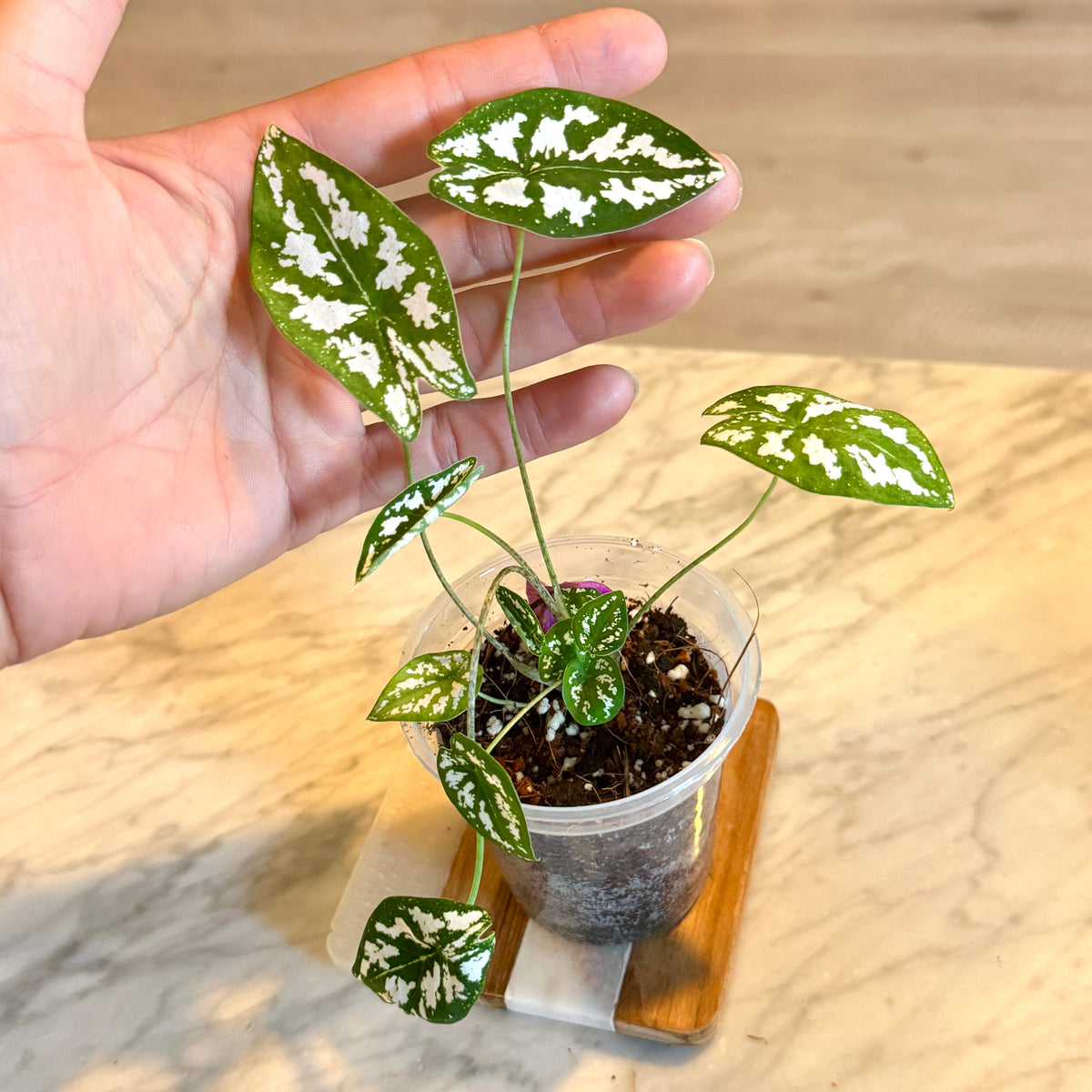 Caladium humboldtii Mini White'
