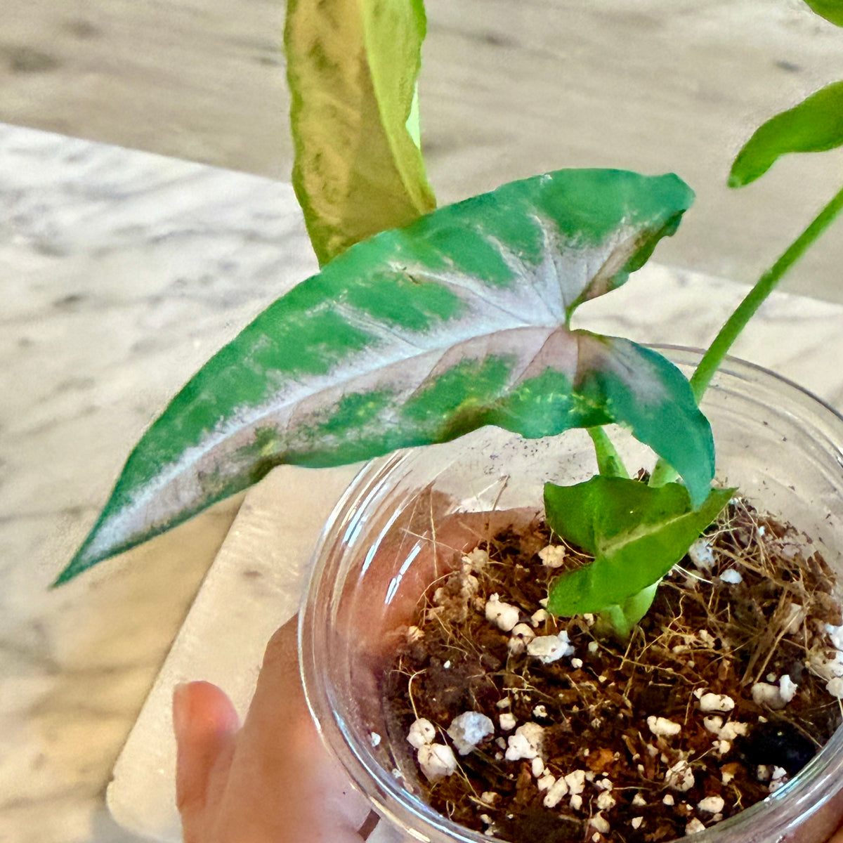 Syngonium Flecha Pink #3