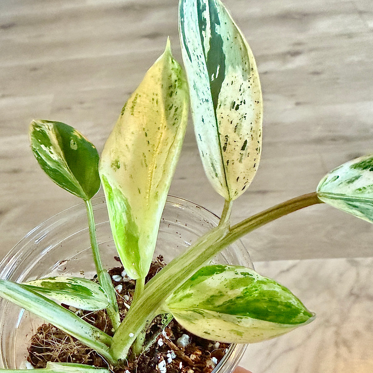 Philodendron Emerald Queen #3 ( 2 grow points)
