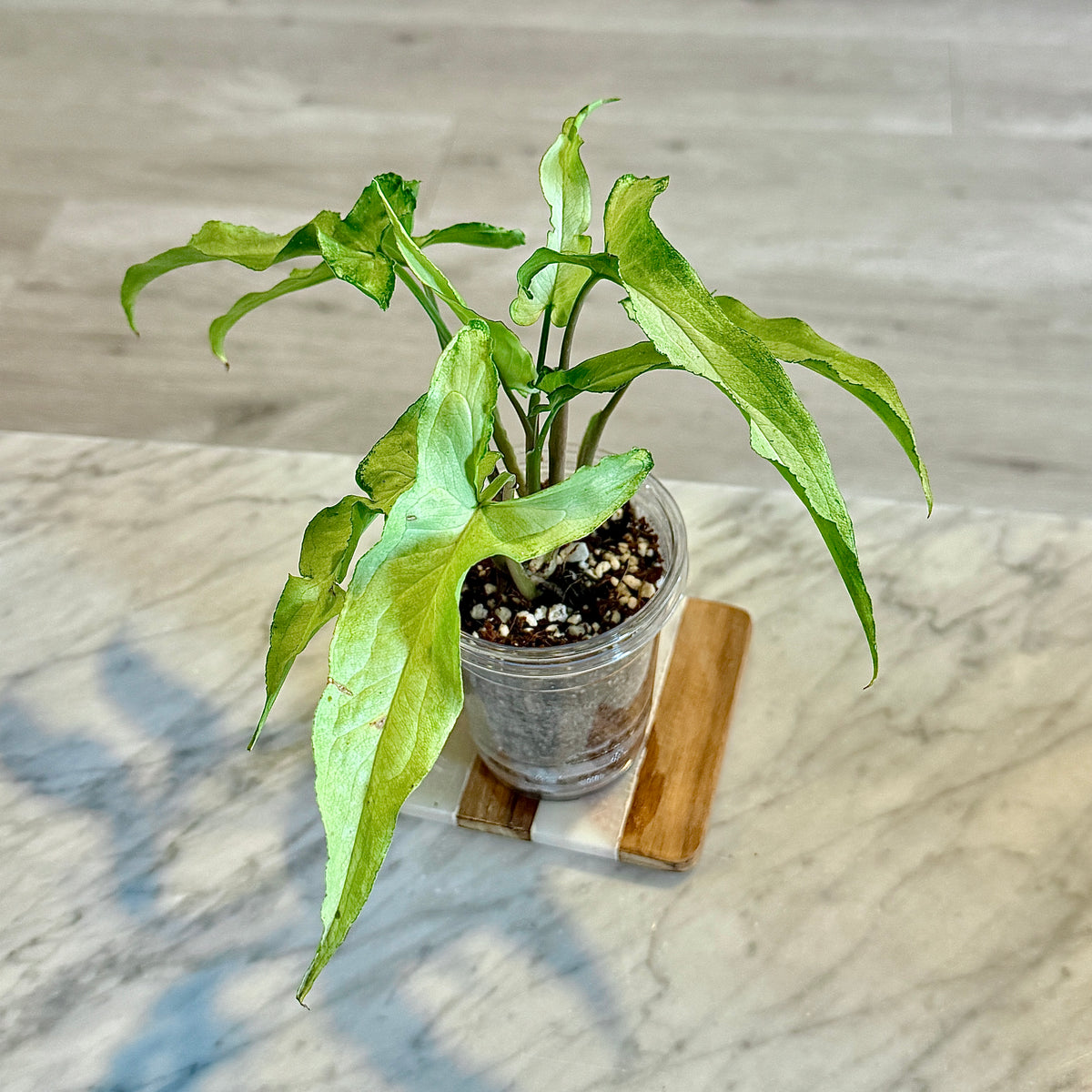 Syngonium Silver Fox #2