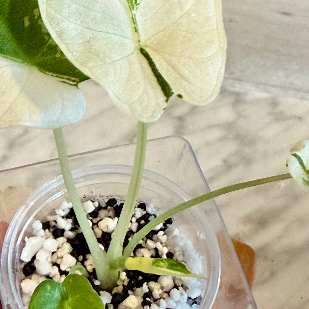 Alocasia Regal Shield Albo ( grow from corm)