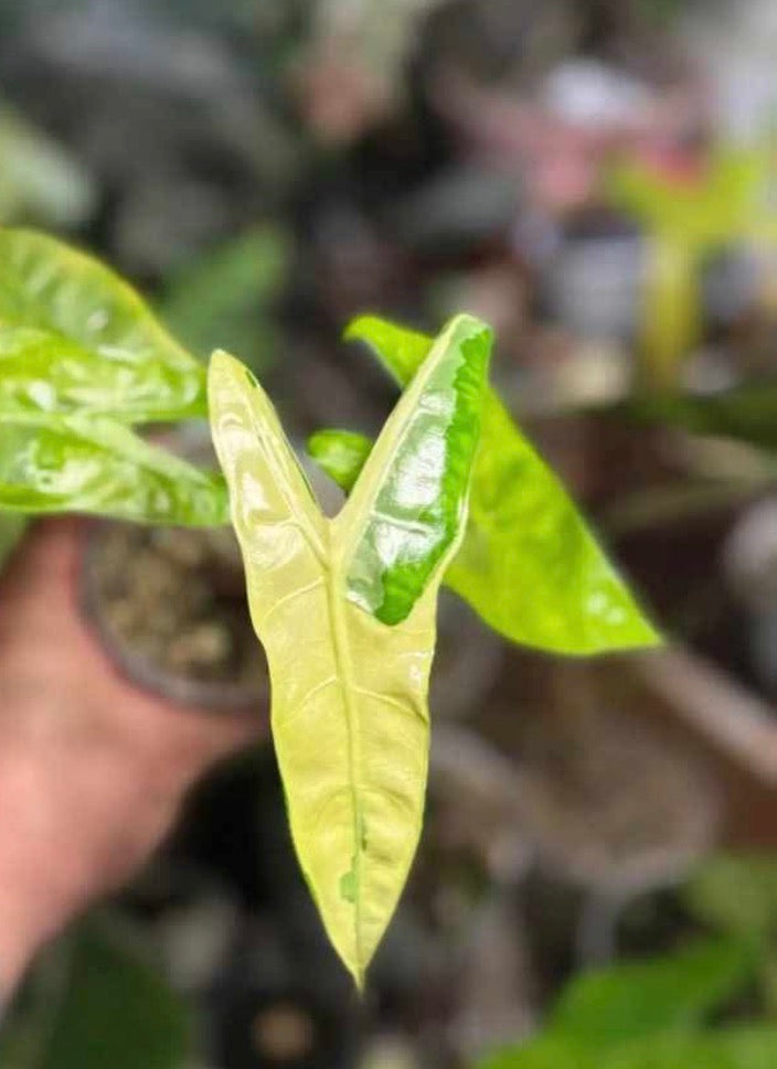 Alocasia Longiloba Lava corm (1 corm)