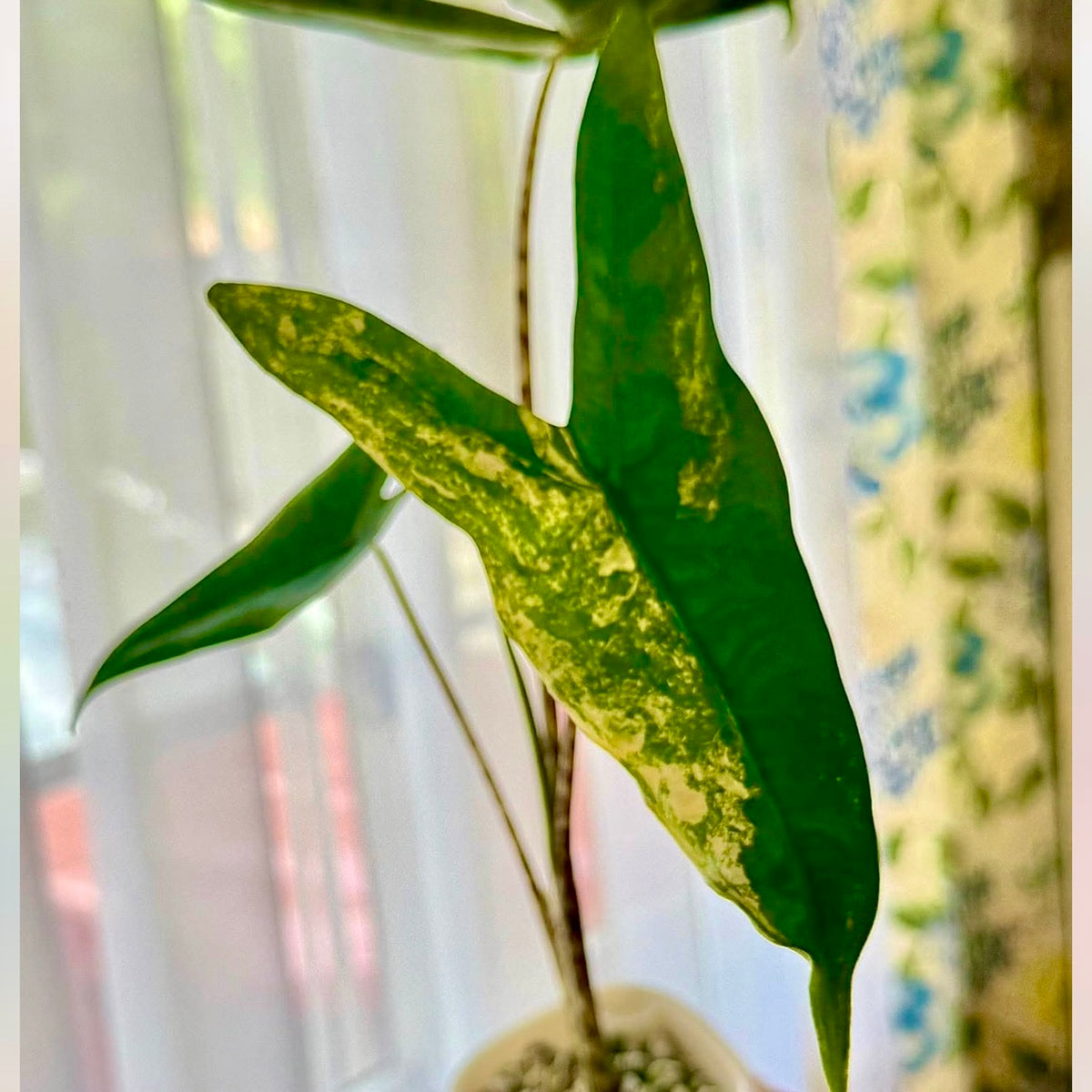 Alocasia Tigrina Superba Aurea corm ( 1 corm)