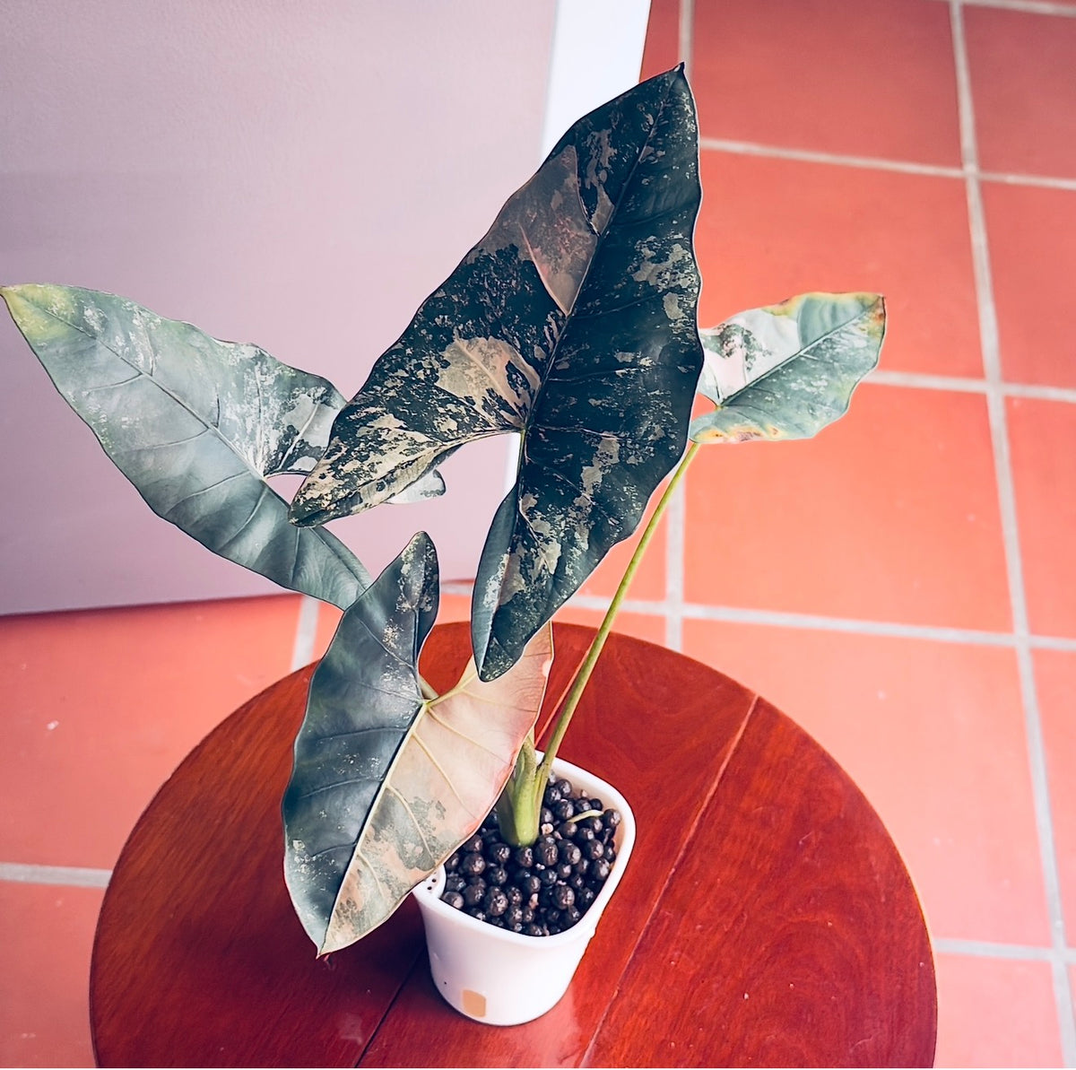 Alocasia Scabriuscula Pink corm (1 corm)