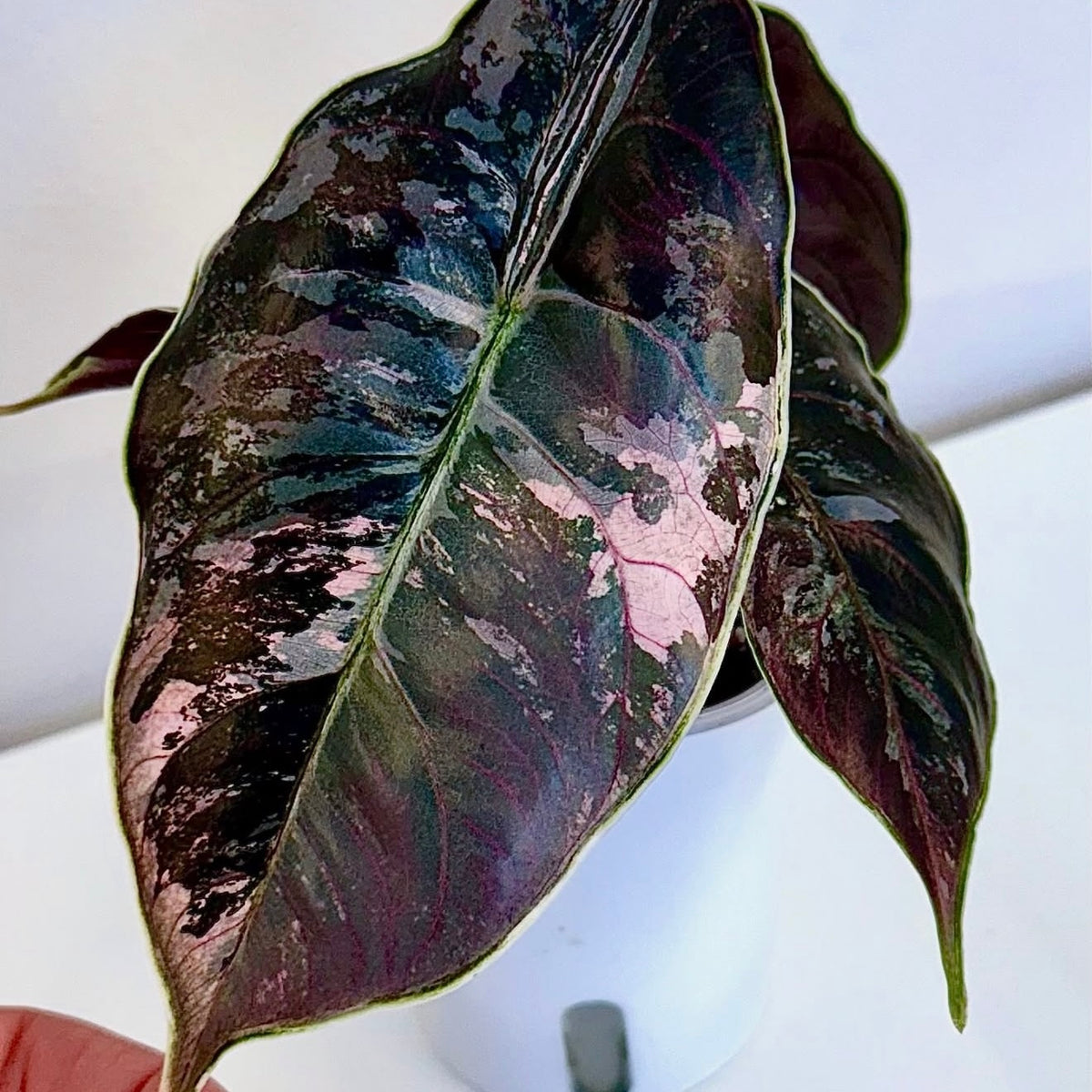 Alocasia Azlanii Pink corm (1 corm)