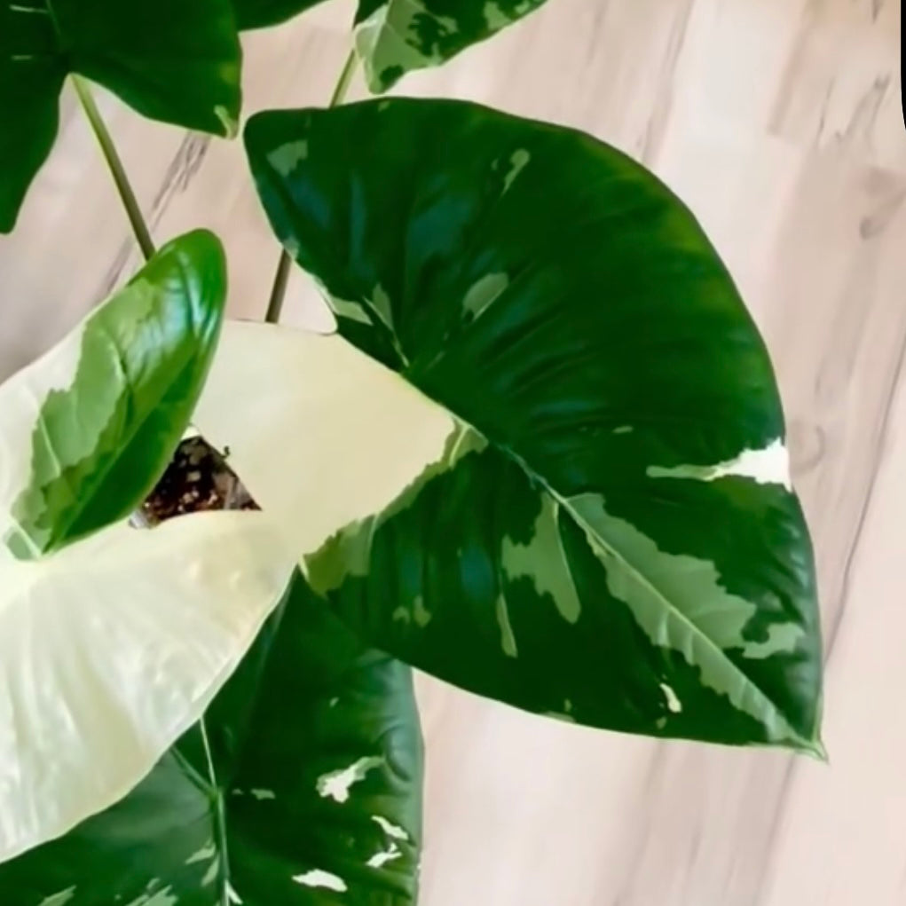Alocasia Fornicata Albo corm (1 corm)