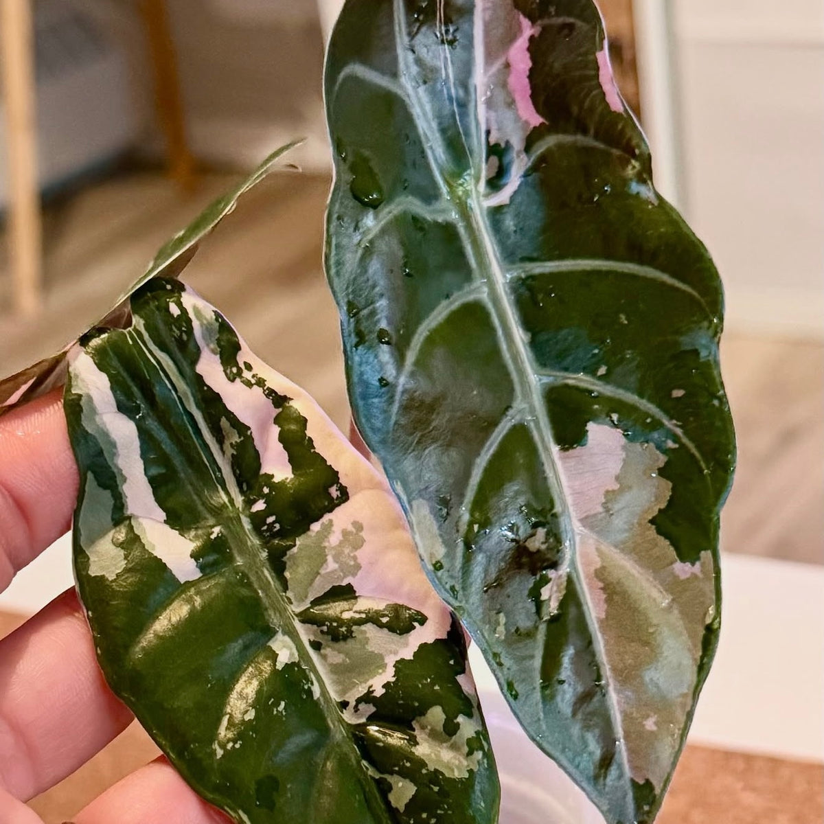 Alocasia Chantrieri Pink corm ( 1 corm)
