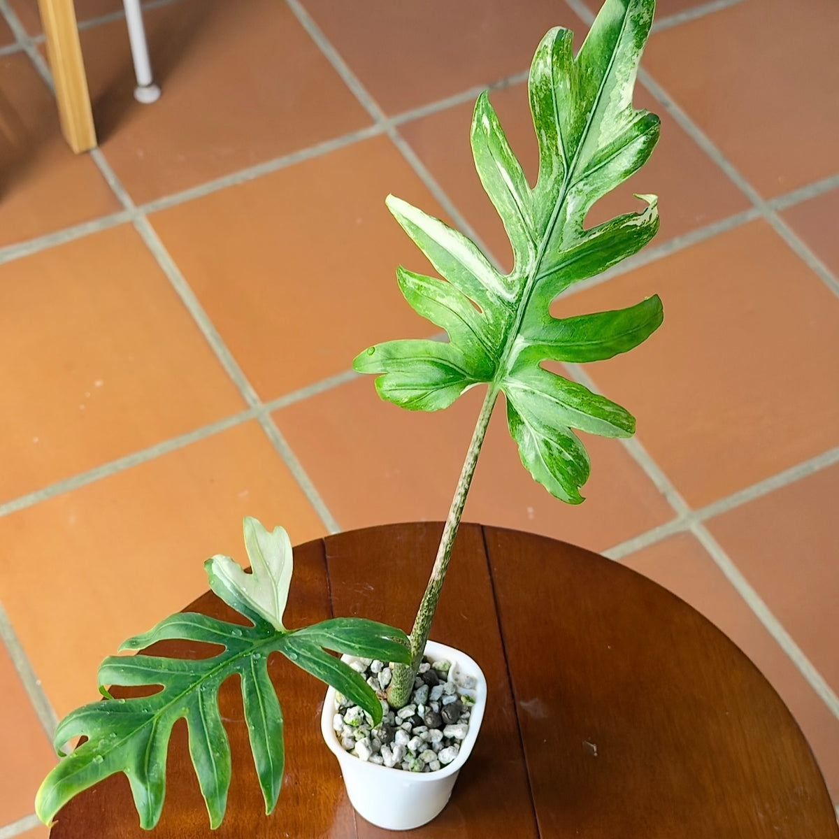 Alocasia Brancifolia Albo corm (1 corm)